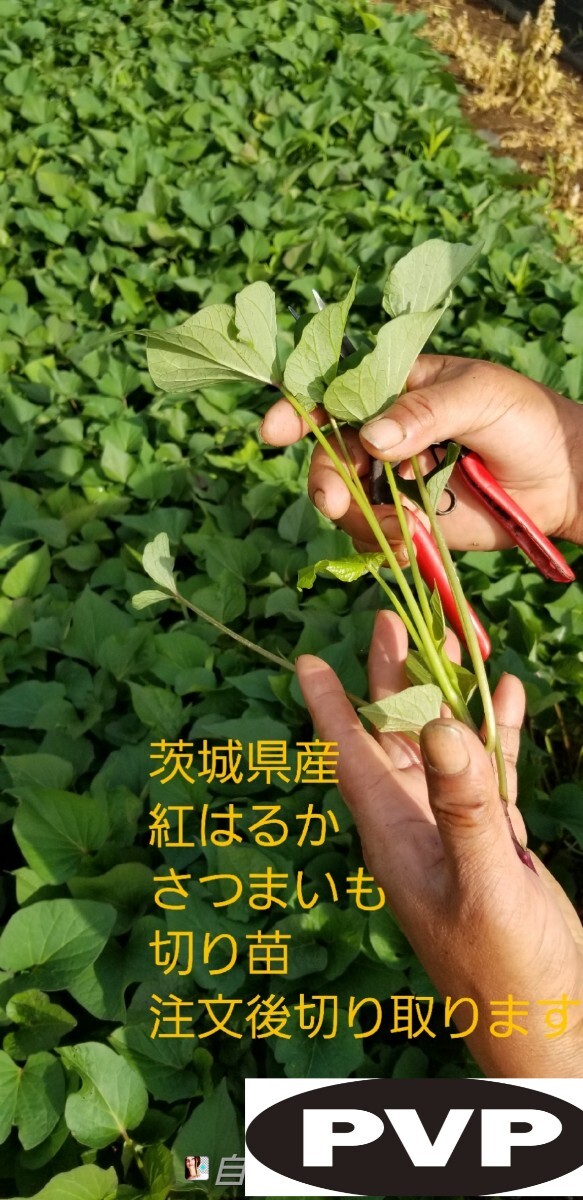 100本4月下旬より順次発送茨城県産紅はるかさつまいも苗ウイルス 100本4月下旬より順次発送茨城県産紅はるかさつまいも苗ウイルス