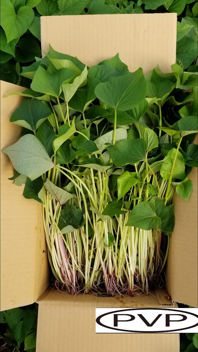2本4月下旬発送分茨城県産紅はるかさつまいも苗ウイルスフリー 2本4月下旬発送分茨城県産紅はるかさつまいも苗ウイルスフリー