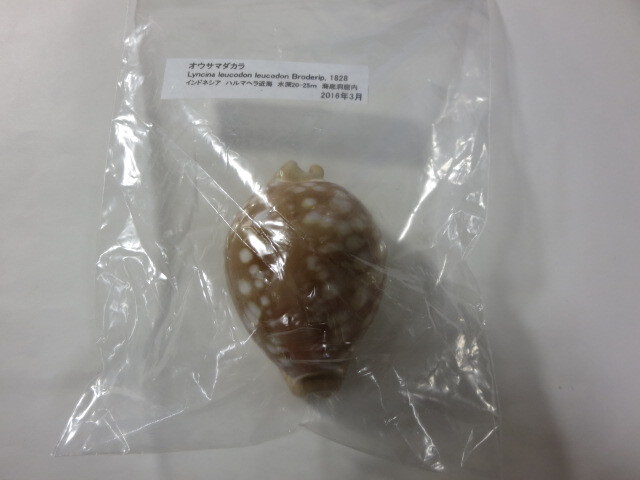 ☆オウサマダカラ☆ 標本 貝殻 82mm(科学、自然)|売買された ☆オウサマダカラ☆ 標本 貝殻 82mm(科学、自然)|売買された