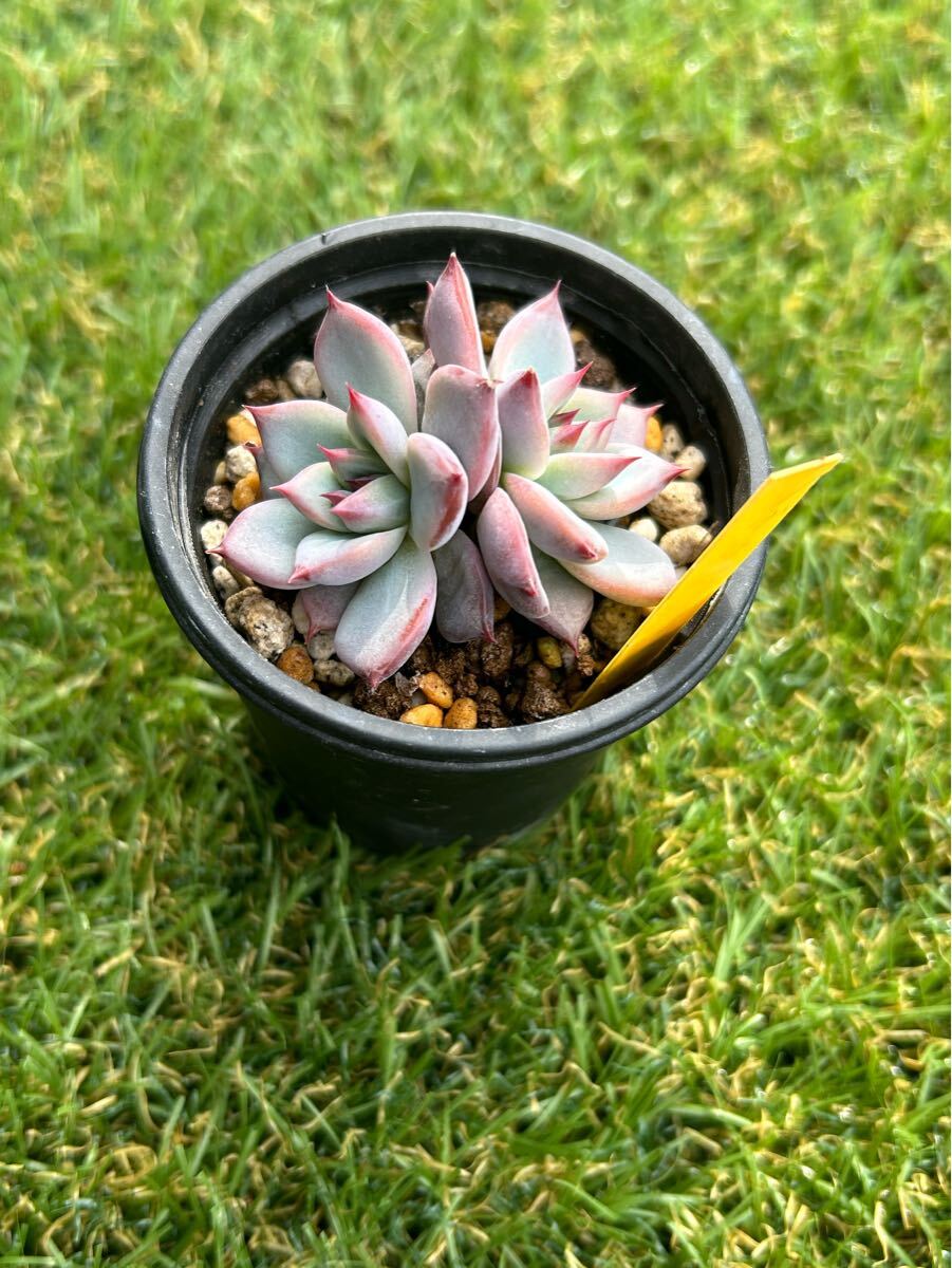 リンゼアナ リンゼアナ実生 エケベリア 多肉植物(サボテン リンゼアナ リンゼアナ実生 エケベリア 多肉植物(サボテン