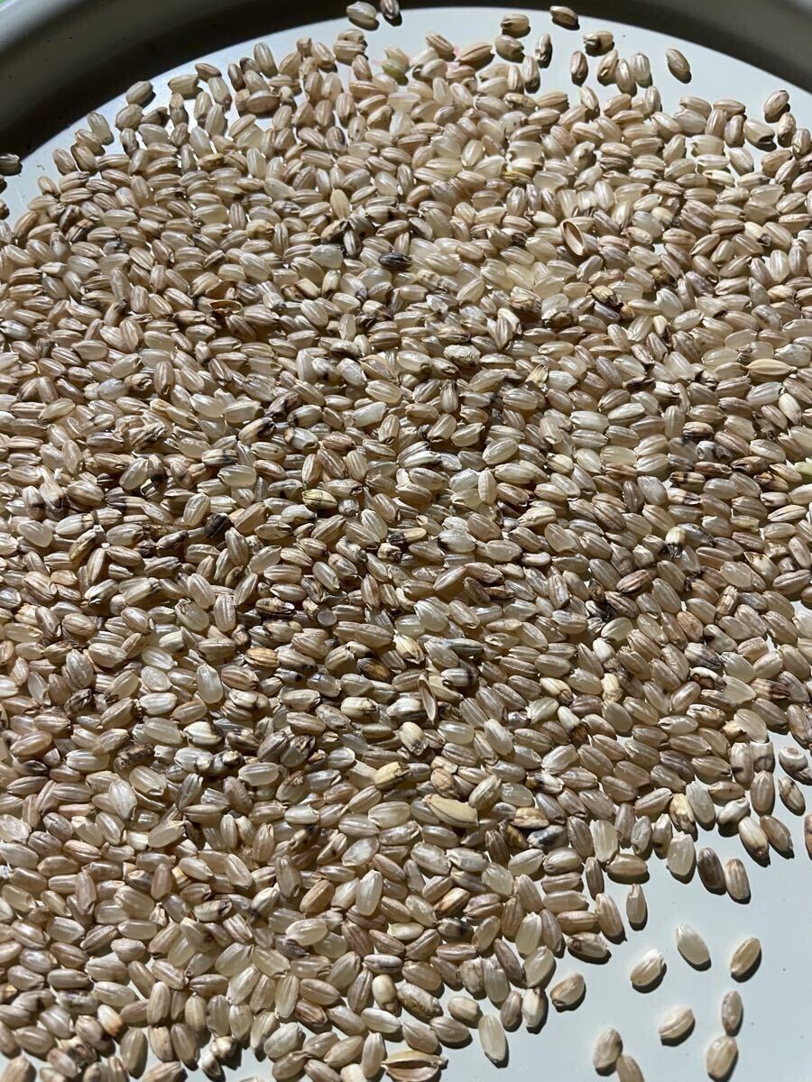 全国送料無料》令和6年産 自然栽培 色彩選別下米 20kg 無農薬 全国送料無料》令和6年産 自然栽培 色彩選別下米 20kg 無農薬