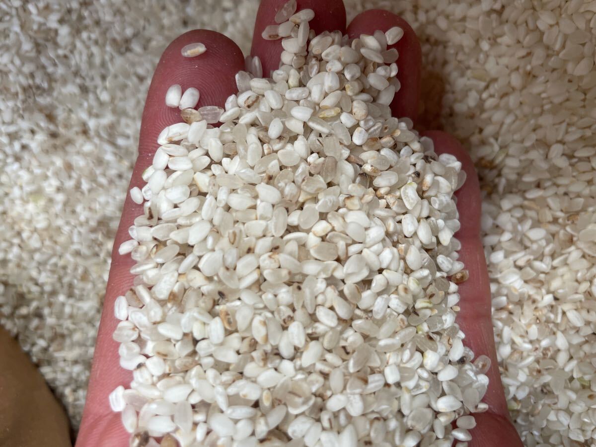 限定 ^_^ 令和6年度産 コシヒカリ くず米 砕米 10kg 鳥エサ用 茶 限定 ^_^ 令和6年度産 コシヒカリ くず米 砕米 10kg 鳥エサ用 茶