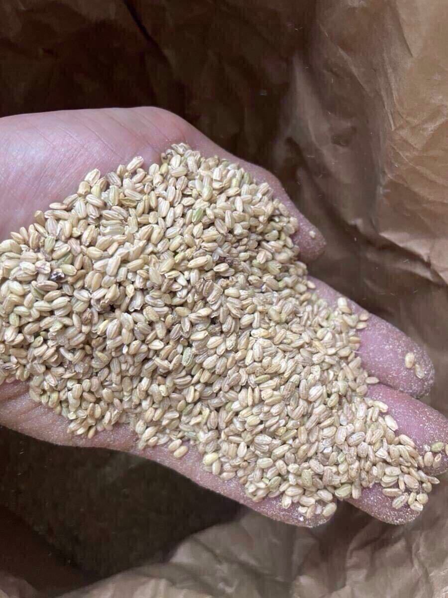 訳あり 限定 ^_^ 令和6年度産 コシヒカリ くず米 砕米 20kg 鳥 訳あり 限定 ^_^ 令和6年度産 コシヒカリ くず米 砕米 20kg 鳥