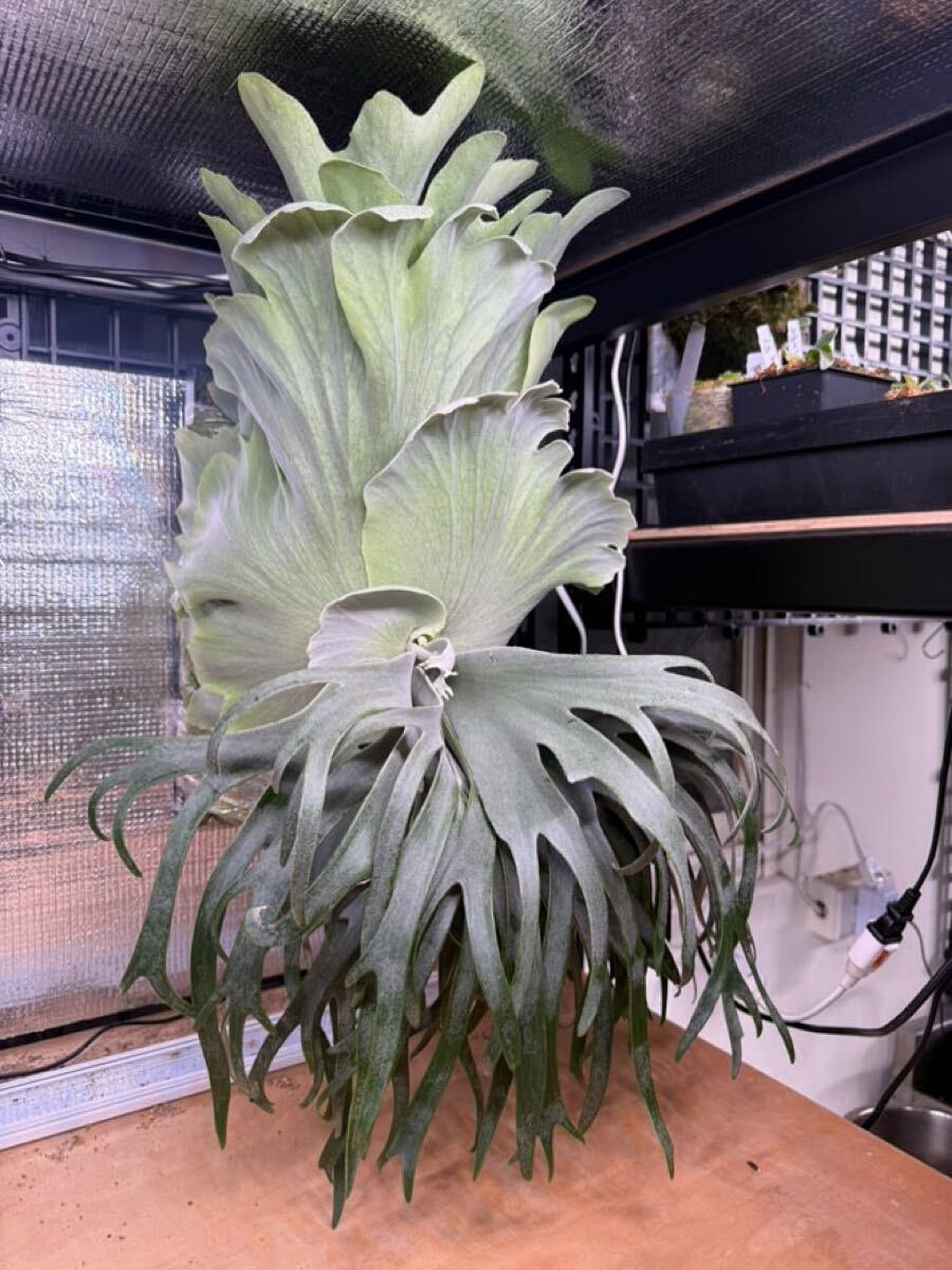P. willinckii TFN #1 OC pup ビカクシダ ウィリンキー 子株 P. willinckii TFN #1 OC pup ビカクシダ ウィリンキー 子株