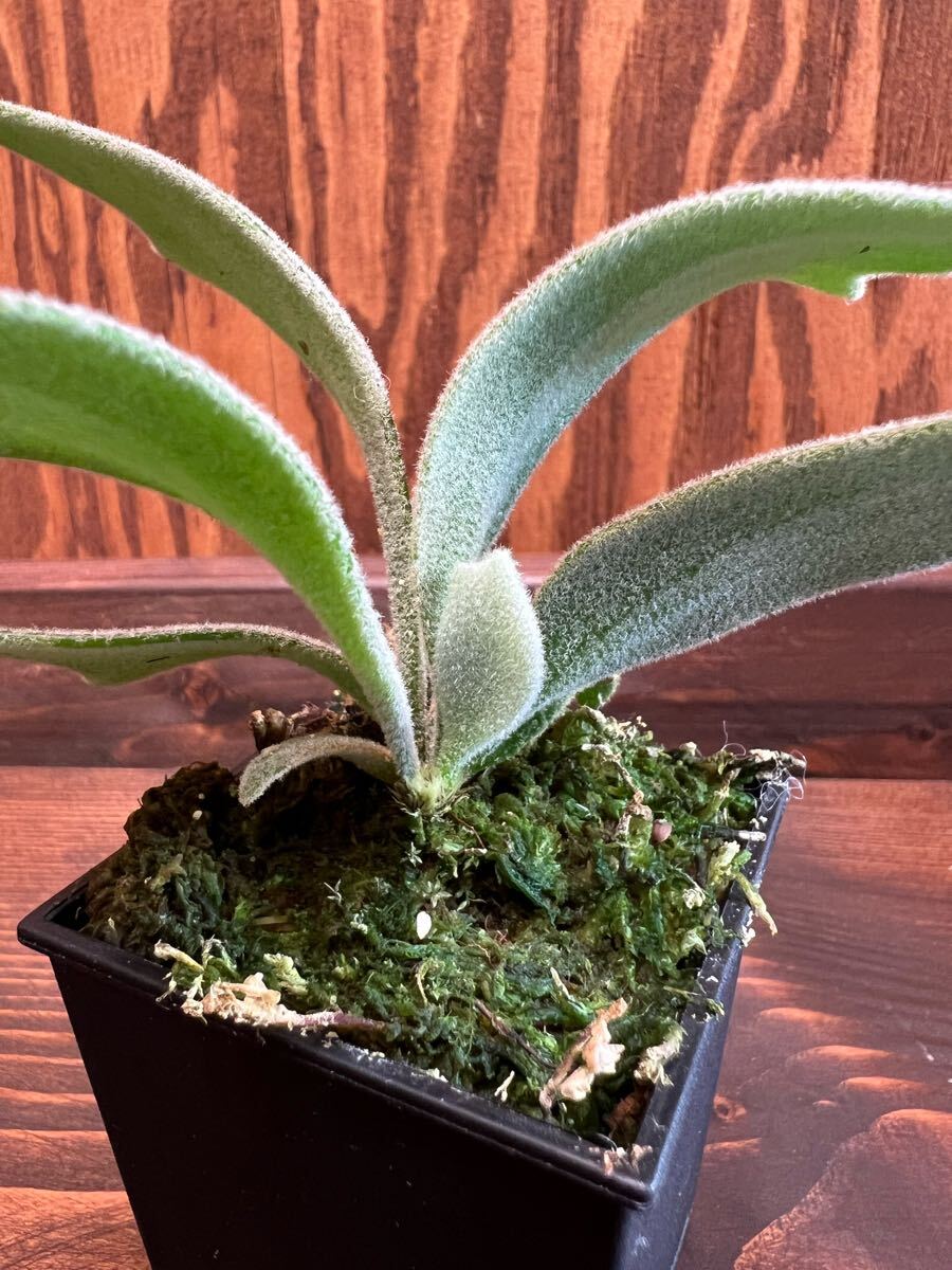P. willinckii TFN #1 OC pup ビカクシダ ウィリンキー 子株 P. willinckii TFN #1 OC pup ビカクシダ ウィリンキー 子株