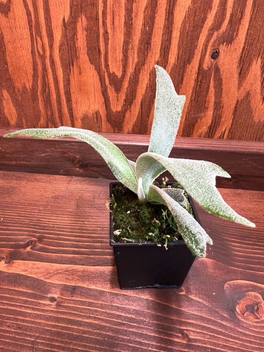 P. willinckii TFN #1 OC pup ビカクシダ ウィリンキー 子株 P. willinckii TFN #1 OC pup ビカクシダ ウィリンキー 子株