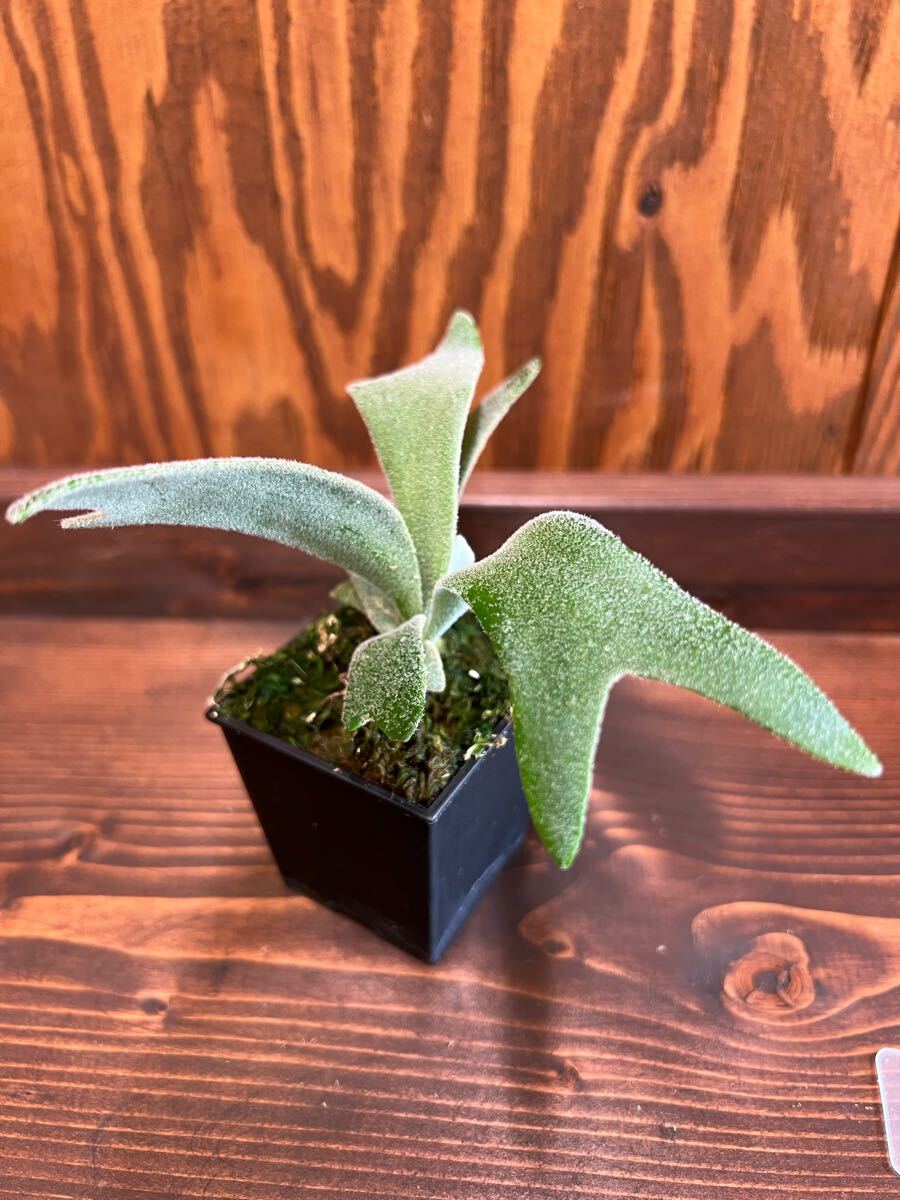 P. willinckii TFN #1 OC pup ビカクシダ ウィリンキー 子株 P. willinckii TFN #1 OC pup ビカクシダ ウィリンキー 子株