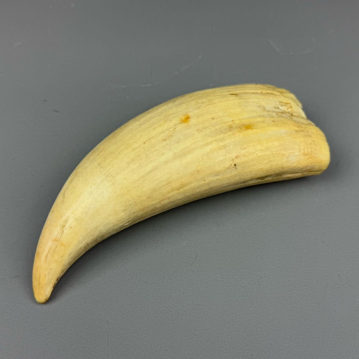 マッコウクジラ 鯨歯 286.1g 香鯨 天然素材 置物 標本 彫刻材料 マッコウクジラ 鯨歯 286.1g 香鯨 天然素材 置物 標本 彫刻材料