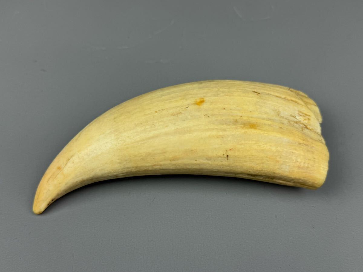 マッコウクジラ 鯨歯 286.1g 香鯨 天然素材 置物 標本 彫刻材料 マッコウクジラ 鯨歯 286.1g 香鯨 天然素材 置物 標本 彫刻材料
