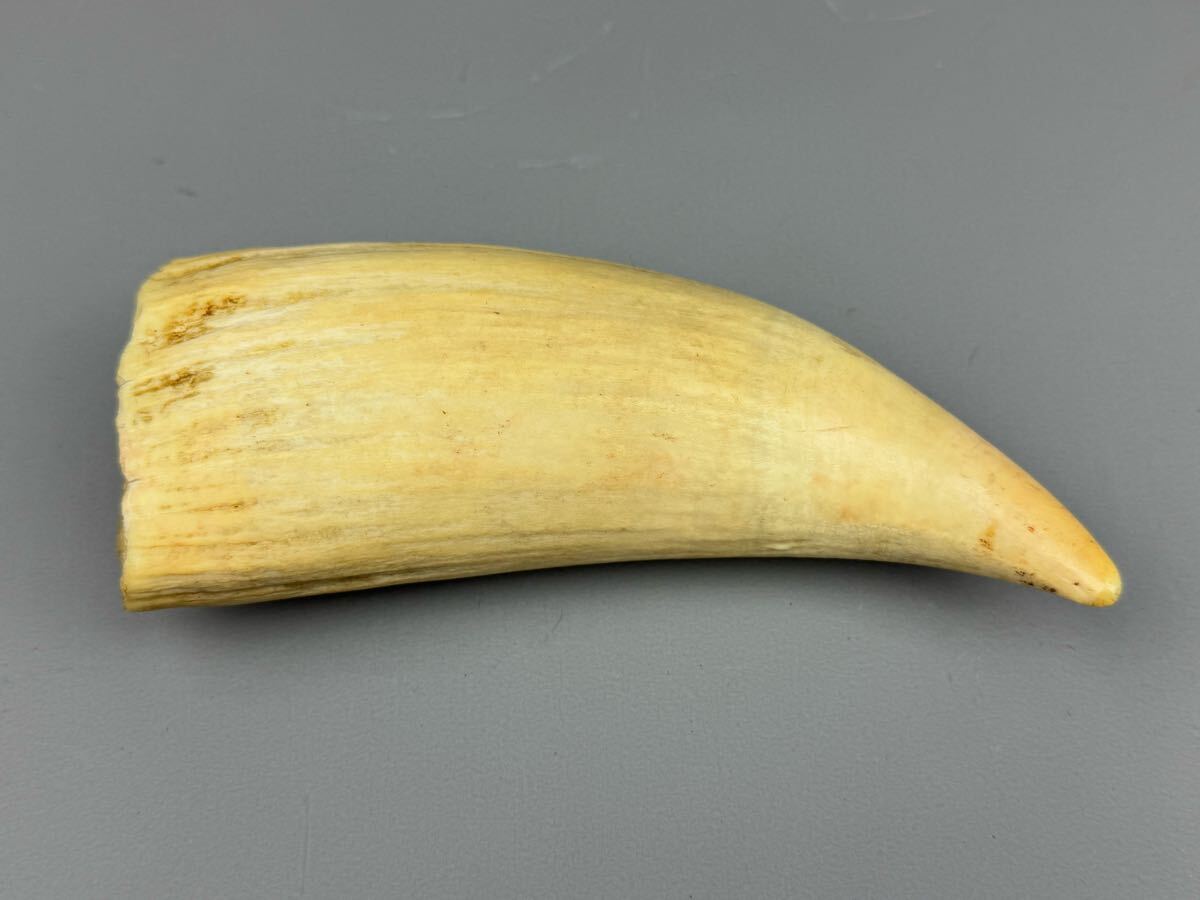 マッコウクジラ 鯨歯 286.1g 香鯨 天然素材 置物 標本 彫刻材料 マッコウクジラ 鯨歯 286.1g 香鯨 天然素材 置物 標本 彫刻材料
