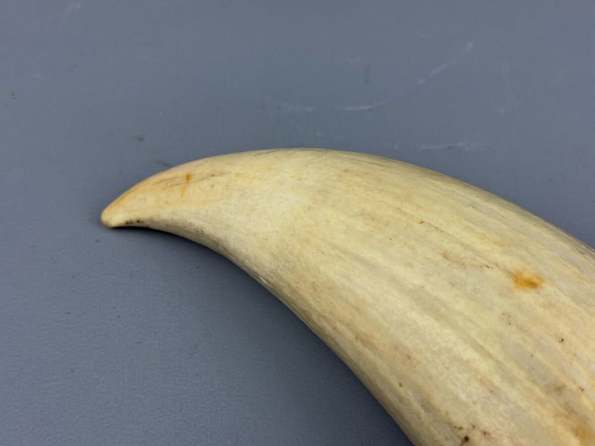 マッコウクジラ 鯨歯 286.1g 香鯨 天然素材 置物 標本 彫刻材料 マッコウクジラ 鯨歯 286.1g 香鯨 天然素材 置物 標本 彫刻材料