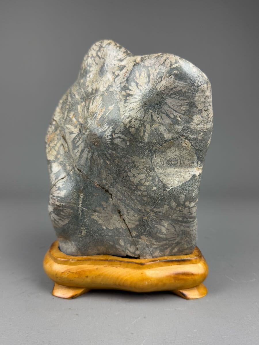 鑑賞石 菊花石 天然石 水石 台座付 約4.1kg 原石 置物 自然石 鑑賞石 菊花石 天然石 水石 台座付 約4.1kg 原石 置物 自然石
