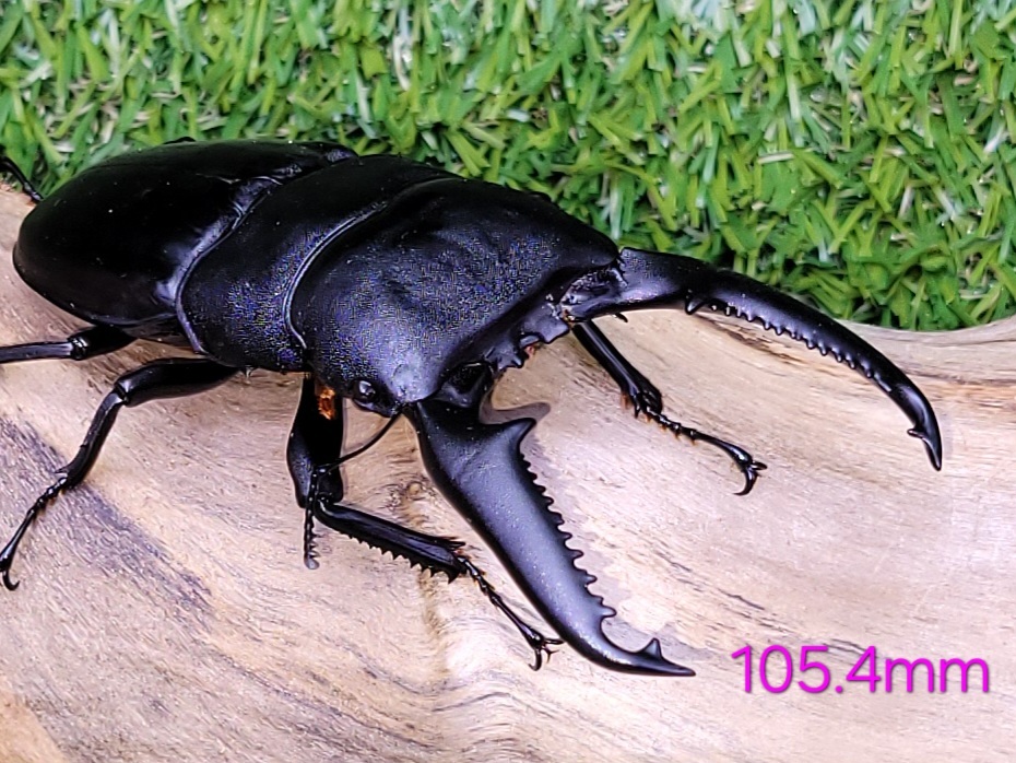 きむら】パラワンオオヒラタクワガタ大型優良血の新成虫ペア