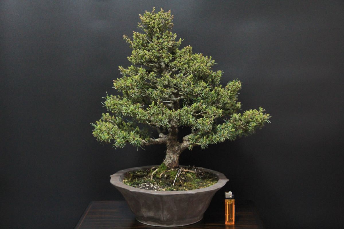 八房五葉松』石火性/珍品/樹高45㎝/盆栽』(松)|売買された 八房五葉松』石火性/珍品/樹高45㎝/盆栽』(松)|売買された
