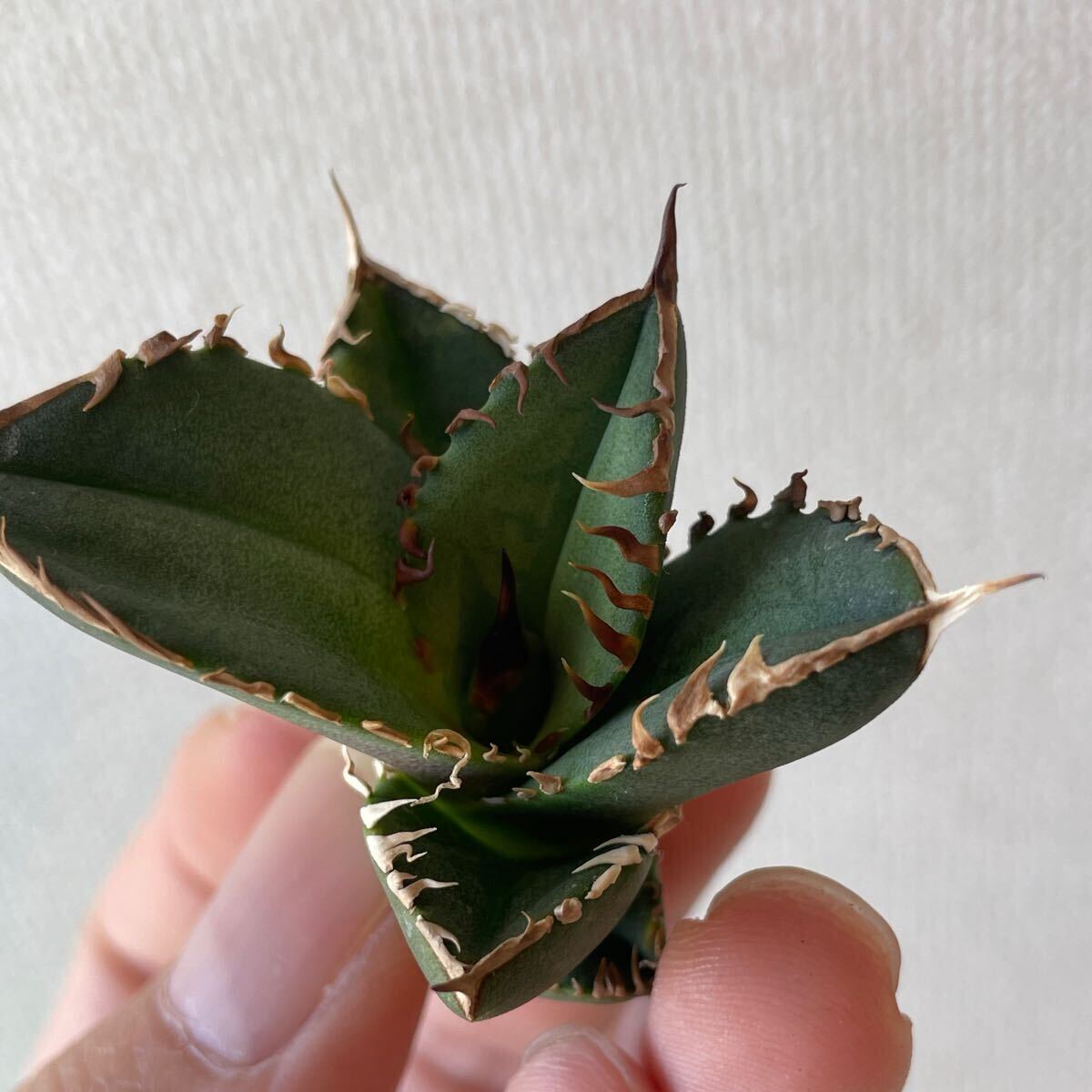 5【子株】アガベ チタノタ オテロイ オアハカ株 超強棘 白犀牛系 5【子株】アガベ チタノタ オテロイ オアハカ株 超強棘 白犀牛系