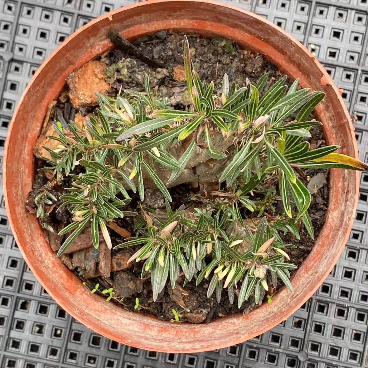 P64 多肉植物 パキポディウム グラキリス 綴化 多頭 塊根珍奇 P64 多肉植物 パキポディウム グラキリス 綴化 多頭 塊根珍奇
