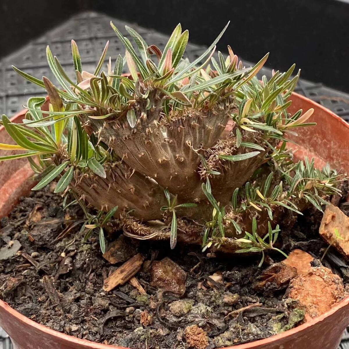 P64 多肉植物 パキポディウム グラキリス 綴化 多頭 塊根珍奇 P64 多肉植物 パキポディウム グラキリス 綴化 多頭 塊根珍奇