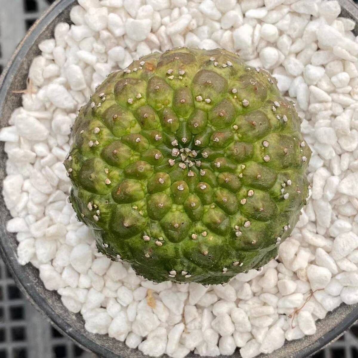 38X 多肉植物 ユーフォルビア ギムノカリキオイデス Euphorbia 38X 多肉植物 ユーフォルビア ギムノカリキオイデス Euphorbia