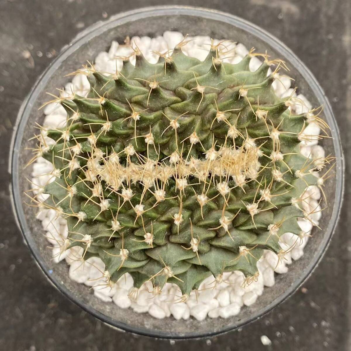 47U 多肉植物 サボテン オブレゴニア 帝冠 Obregonia denegrii f 47U 多肉植物 サボテン オブレゴニア 帝冠 Obregonia denegrii f