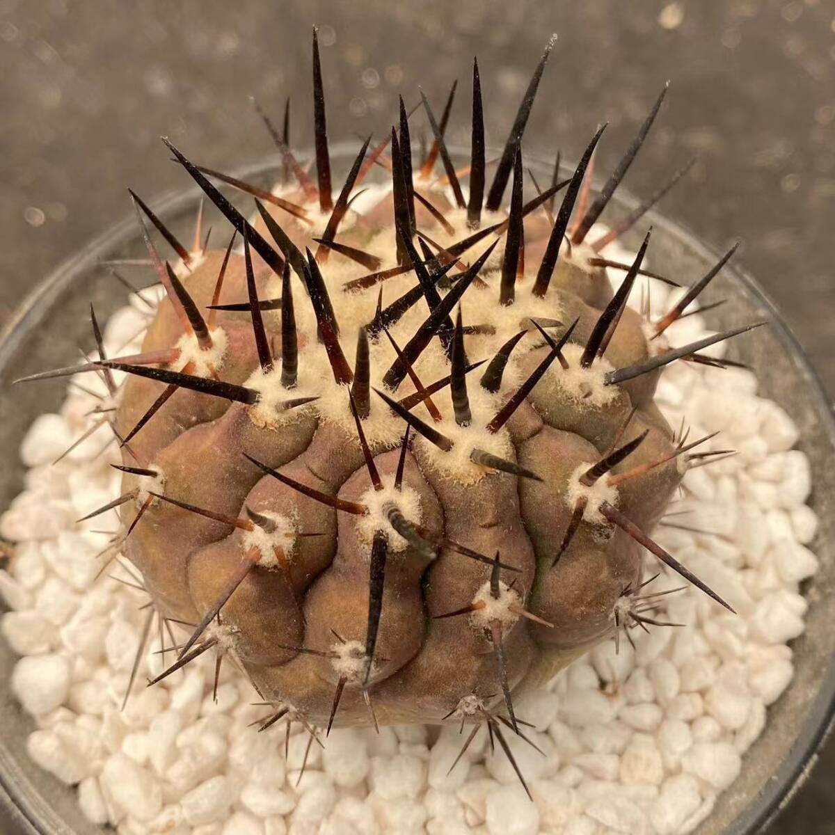 39U 多肉植物 ンコピアポア 黒王丸 エリオシケ 強棘 Copiapoa 39U 多肉植物 ンコピアポア 黒王丸 エリオシケ 強棘 Copiapoa