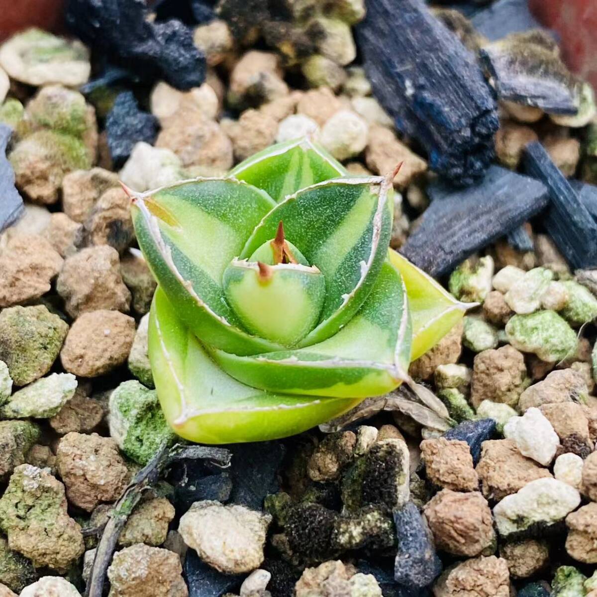 182 多肉植物 アガベ ピンキー 中斑錦 キンピー A型王妃笹の雪 182 多肉植物 アガベ ピンキー 中斑錦 キンピー A型王妃笹の雪