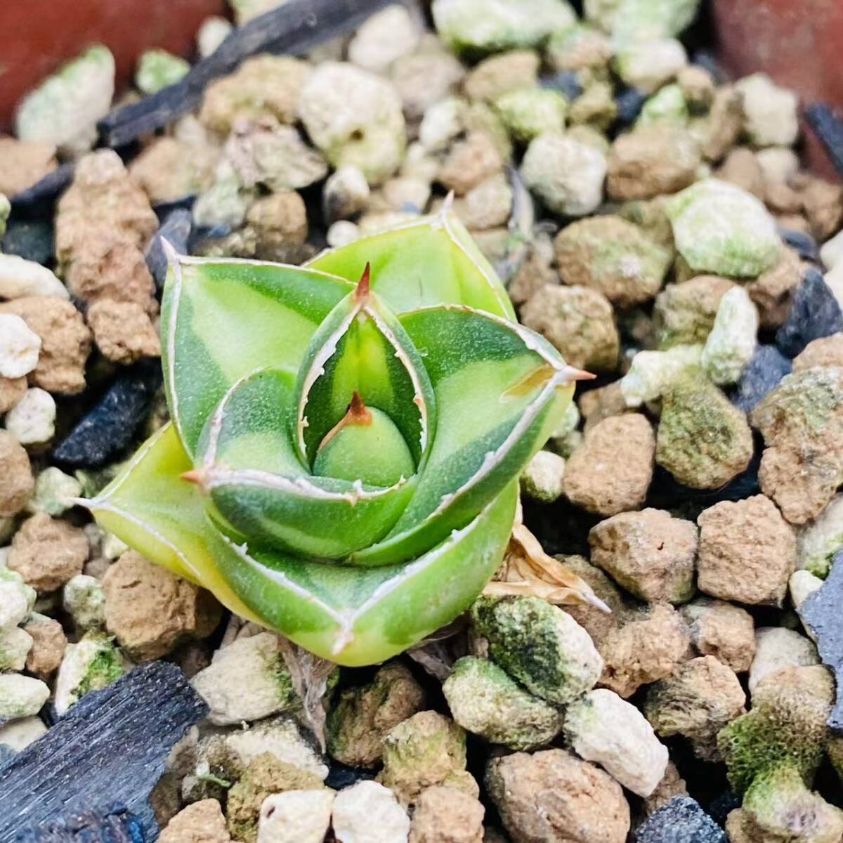182 多肉植物 アガベ ピンキー 中斑錦 キンピー A型王妃笹の雪 182 多肉植物 アガベ ピンキー 中斑錦 キンピー A型王妃笹の雪