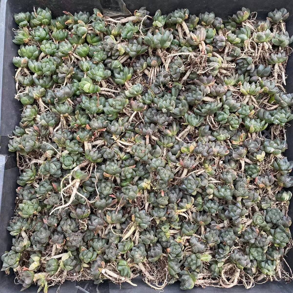 293 多肉植物 ハオルチア 錦 糊斑 斑入り 鮮明錦 極上錦 210苗 293 多肉植物 ハオルチア 錦 糊斑 斑入り 鮮明錦 極上錦 210苗