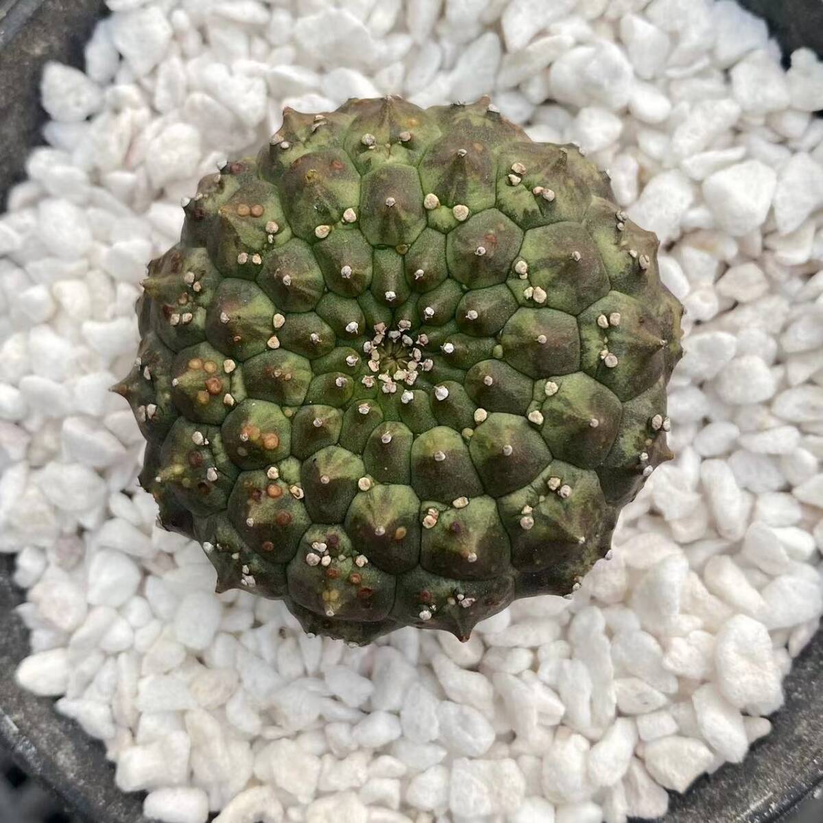 410 ユーフォルビア ギムノカリキオイデス 錦 Euphorbia 410 ユーフォルビア ギムノカリキオイデス 錦 Euphorbia
