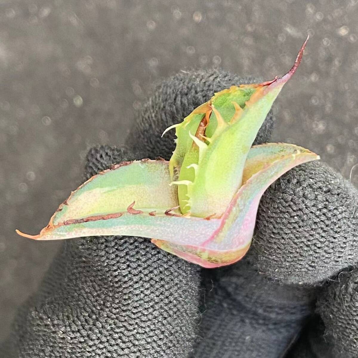 533 多肉植物アガベ チタノタブラックアンドブルー BB錦 中斑錦 533 多肉植物アガベ チタノタブラックアンドブルー BB錦 中斑錦