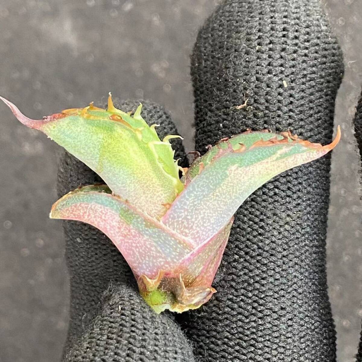 533 多肉植物アガベ チタノタブラックアンドブルー BB錦 中斑錦 533 多肉植物アガベ チタノタブラックアンドブルー BB錦 中斑錦