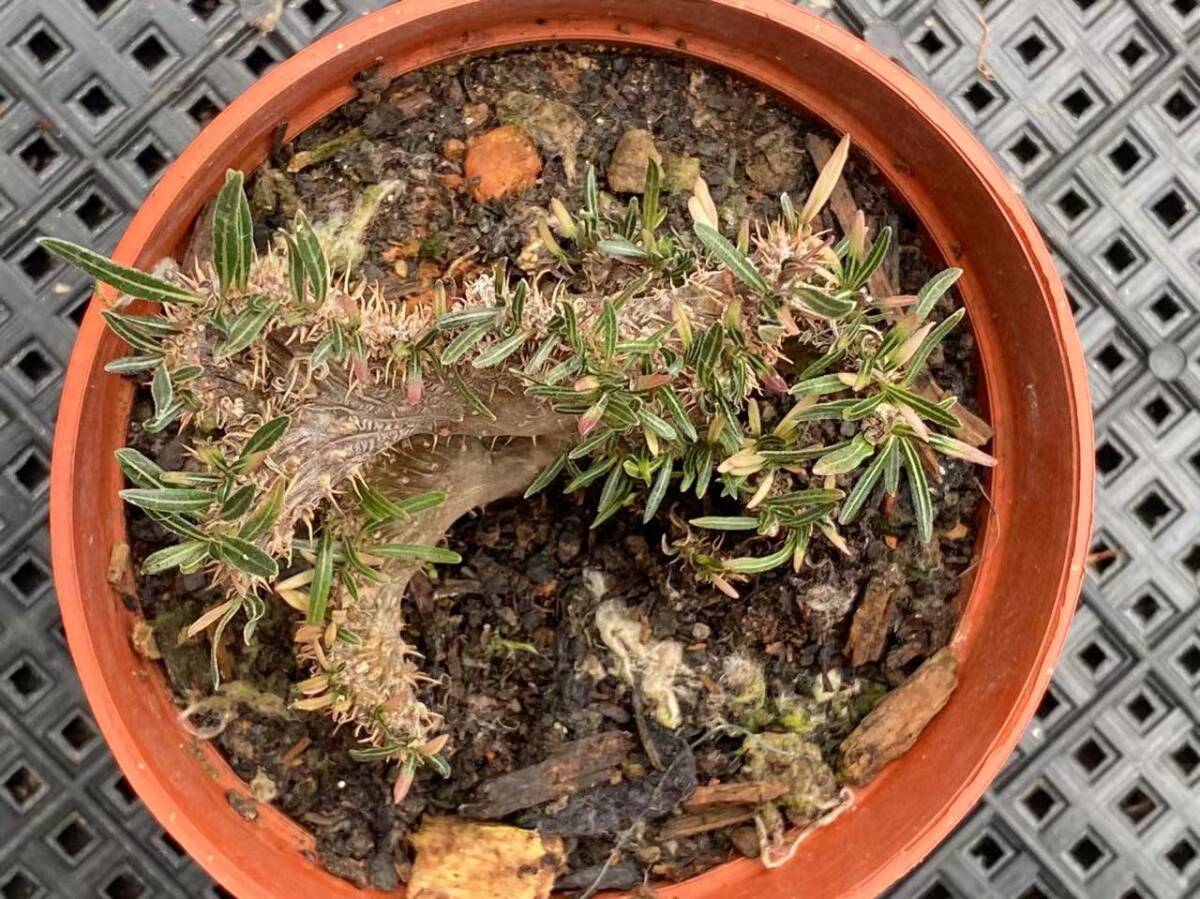 P66 多肉植物 パキポディウム グラキリス 綴化 多頭 塊根珍奇 P66 多肉植物 パキポディウム グラキリス 綴化 多頭 塊根珍奇
