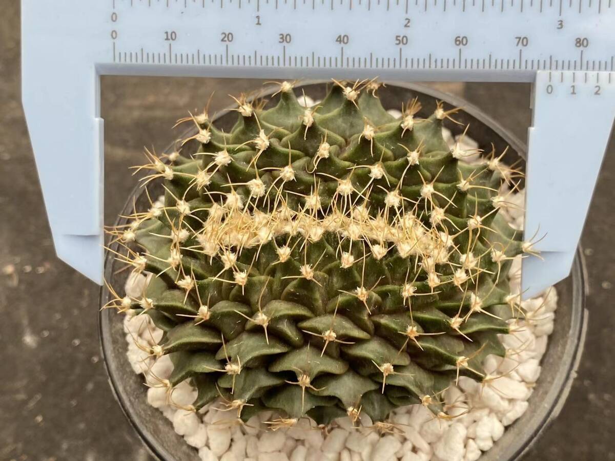 47U 多肉植物 サボテン オブレゴニア 帝冠 Obregonia denegrii f 47U 多肉植物 サボテン オブレゴニア 帝冠 Obregonia denegrii f
