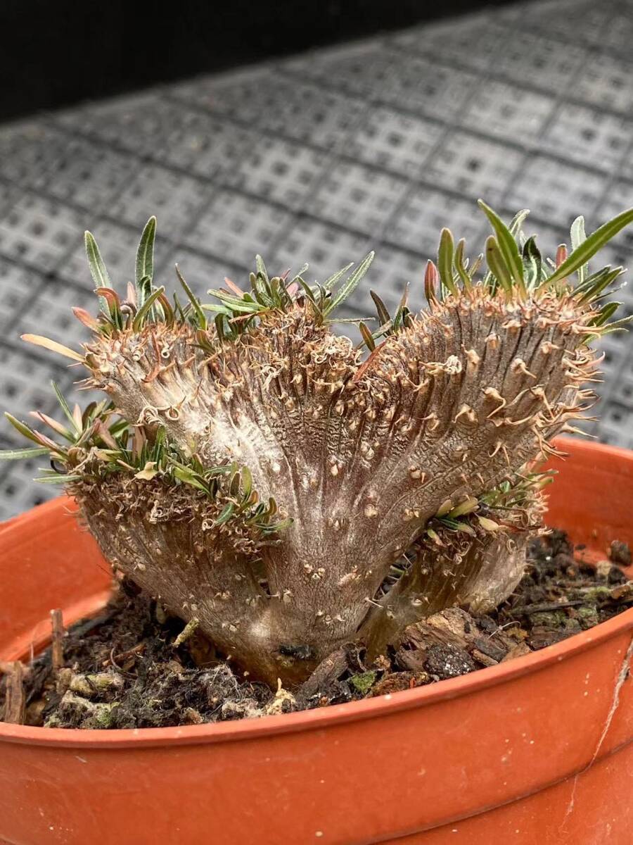 P66 多肉植物 パキポディウム グラキリス 綴化 多頭 塊根珍奇 P66 多肉植物 パキポディウム グラキリス 綴化 多頭 塊根珍奇