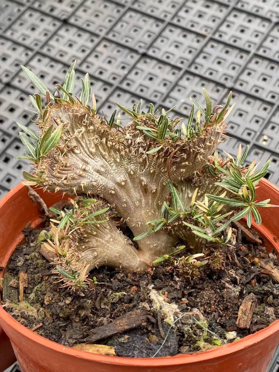 P66 多肉植物 パキポディウム グラキリス 綴化 多頭 塊根珍奇 P66 多肉植物 パキポディウム グラキリス 綴化 多頭 塊根珍奇