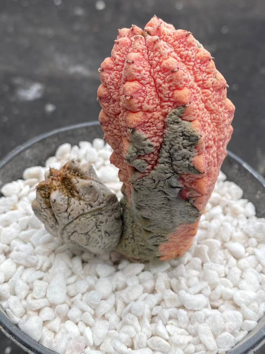 62U 多肉植物 ユーフォルビア アブデルクリ 錦 陰陽錦 多頭 62U 多肉植物 ユーフォルビア アブデルクリ 錦 陰陽錦 多頭