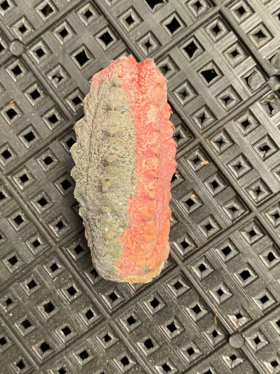 312 多肉植物 ユーフォルビア アブデルクリ 錦 陰陽錦 Euphorbia 312 多肉植物 ユーフォルビア アブデルクリ 錦 陰陽錦 Euphorbia