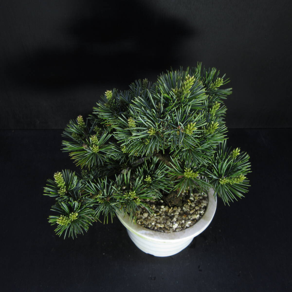 那須五葉松 ( ナスゴヨウマツ )』/ 五葉松 ゴヨウマツ /樹高20 那須五葉松 ( ナスゴヨウマツ )』/ 五葉松 ゴヨウマツ /樹高20