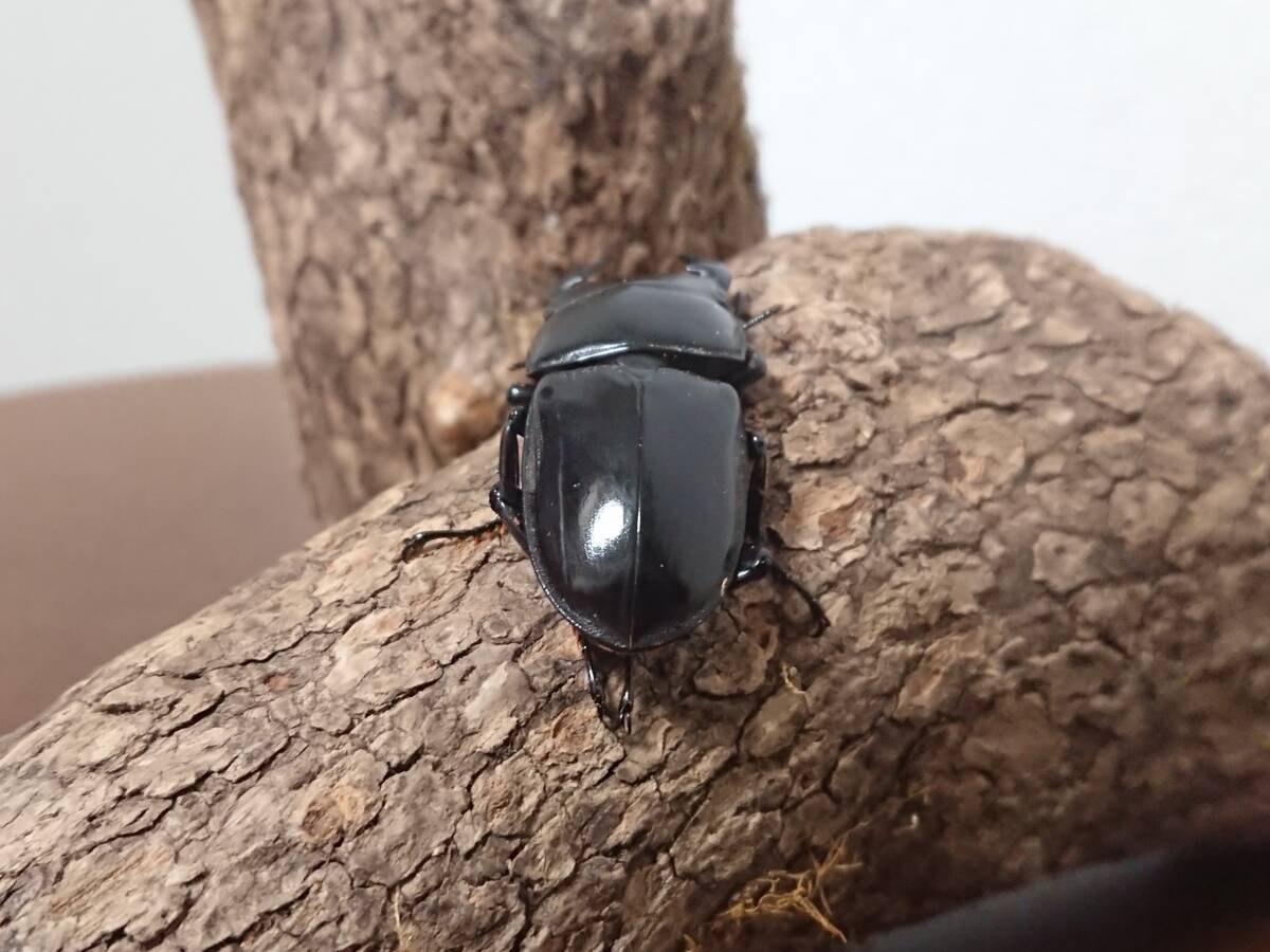 専用になりました。 ワゴンR ワゴンR 5AA-MH95S オルタネーター R06D 96150-59S00