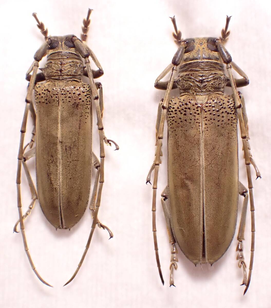 ○イシガキクワカミキリpair西表島①タマムシ玉虫カミキリ標本 ○イシガキクワカミキリpair西表島①タマムシ玉虫カミキリ標本