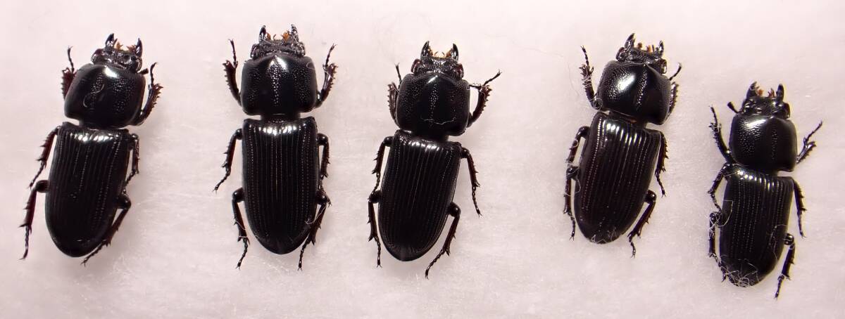 ○○宇治島マメクワガタ5exs.②タマムシ玉虫カミキリ標本 ○○宇治島マメクワガタ5exs.②タマムシ玉虫カミキリ標本