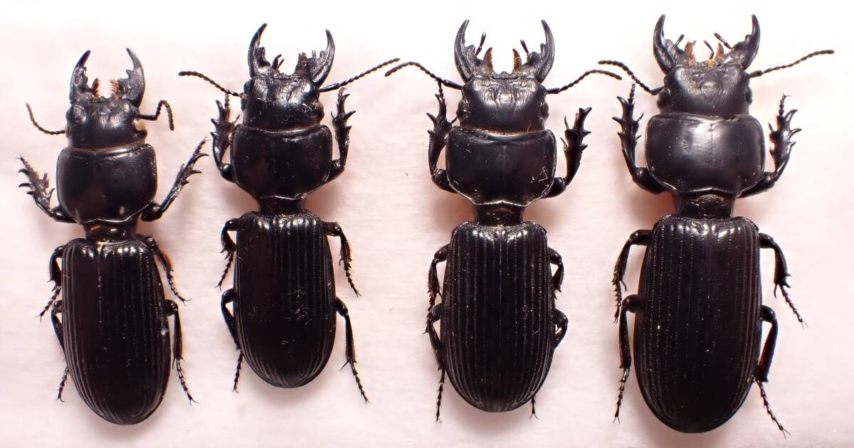 ○○オオヒョウタンゴミムシ4exs.石川県タマムシ玉虫カミキリ ○○オオヒョウタンゴミムシ4exs.石川県タマムシ玉虫カミキリ