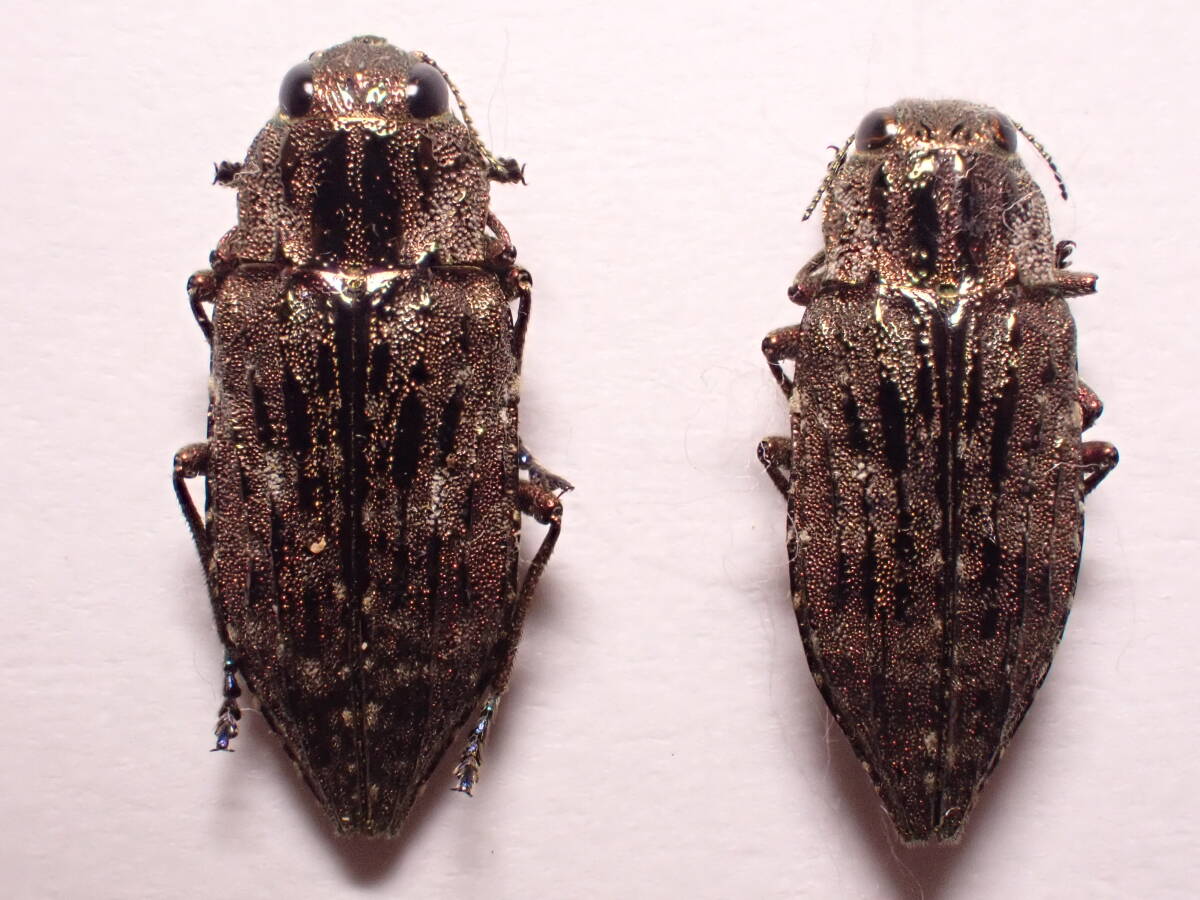 ○○トゲフタオタマムシ2exs.山梨県タマムシ玉虫カミキリ標本 ○○トゲフタオタマムシ2exs.山梨県タマムシ玉虫カミキリ標本