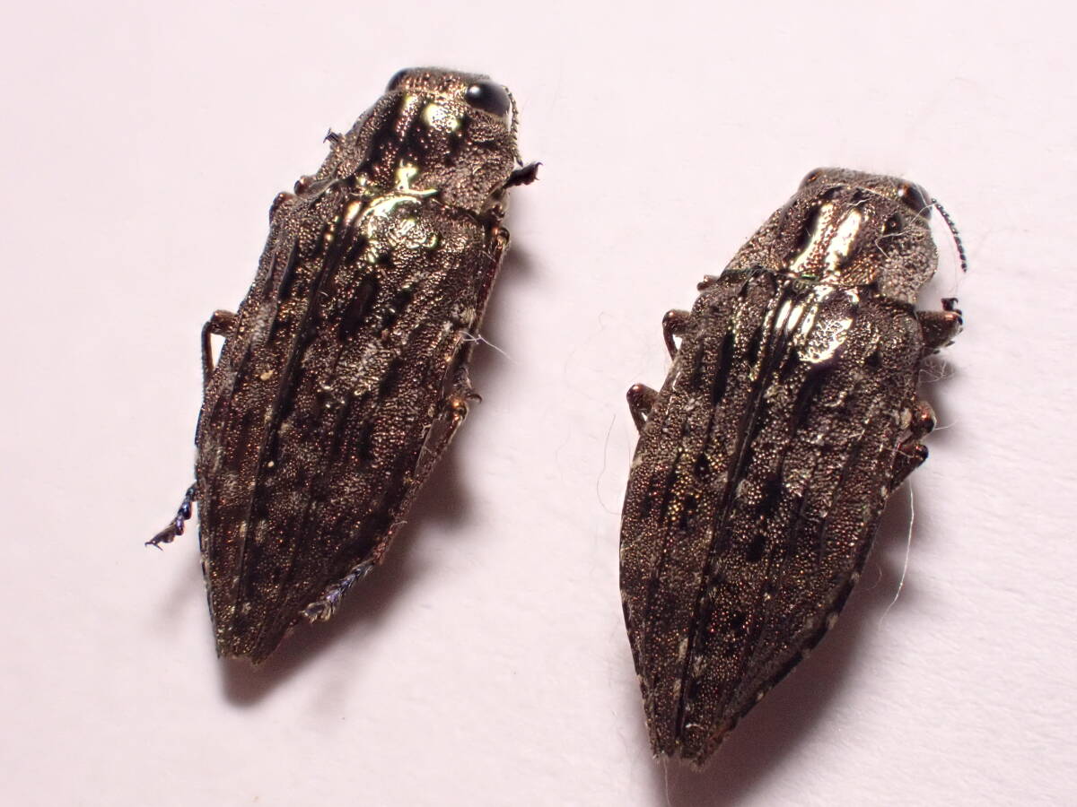 ○○トゲフタオタマムシ2exs.山梨県タマムシ玉虫カミキリ標本 ○○トゲフタオタマムシ2exs.山梨県タマムシ玉虫カミキリ標本