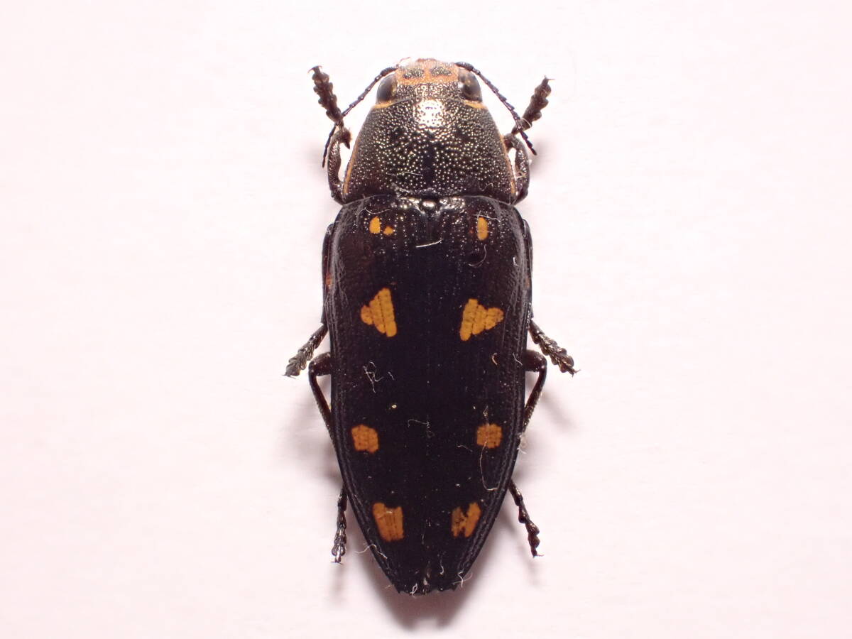 ○○タマムシsp.1ex.France タマムシ玉虫カミキリ標本クワガタ ○○タマムシsp.1ex.France タマムシ玉虫カミキリ標本クワガタ