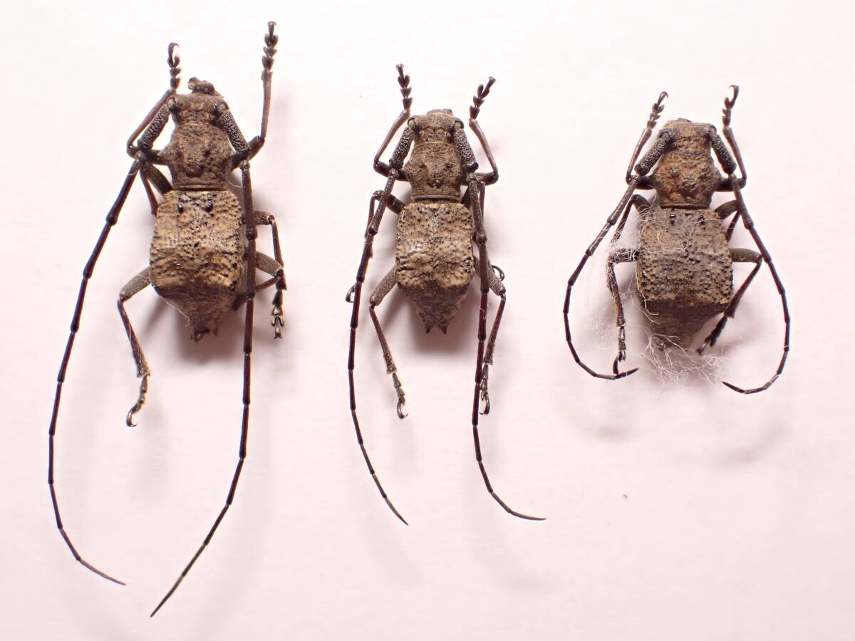 ○○アマギセダカコブヤハズカミキリ2♂♂1♀静岡県タマムシ玉虫 ○○アマギセダカコブヤハズカミキリ2♂♂1♀静岡県タマムシ玉虫