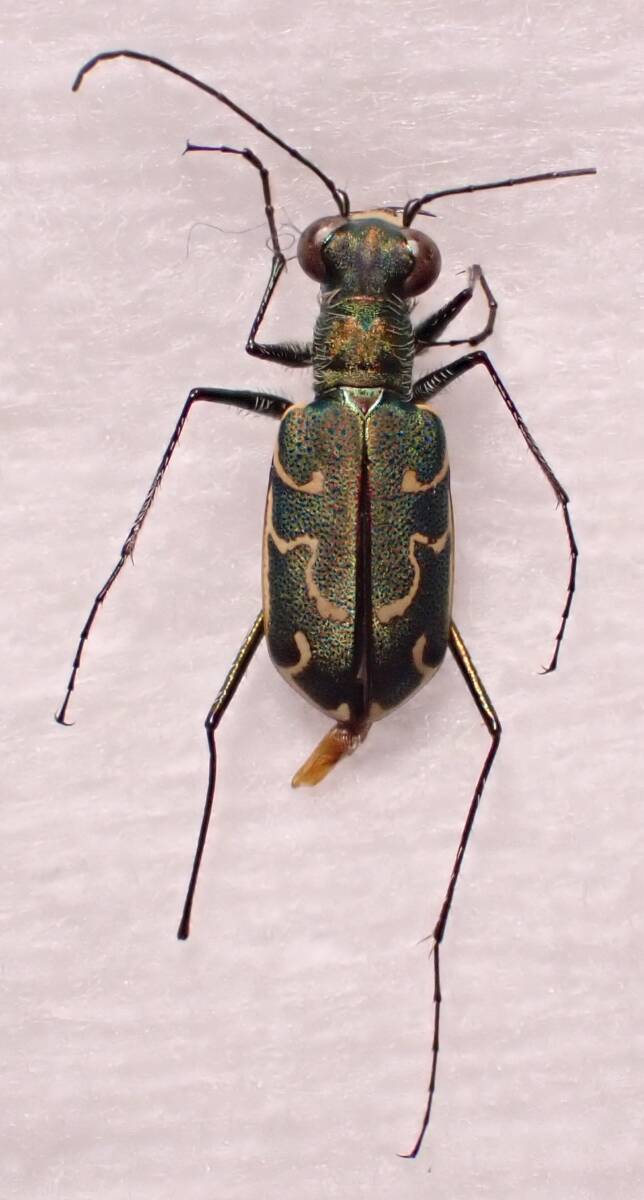 ○○ヒメハンミョウ1ex.長野県タマムシ玉虫カミキリ標本クワガタ ○○ヒメハンミョウ1ex.長野県タマムシ玉虫カミキリ標本クワガタ
