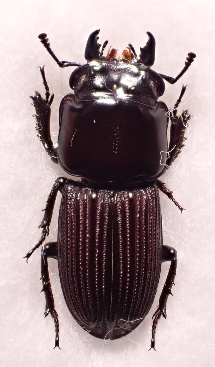 ○○オガサワラチビクワガタ1ex.①母島タマムシ玉虫カミキリ標本 ○○オガサワラチビクワガタ1ex.①母島タマムシ玉虫カミキリ標本