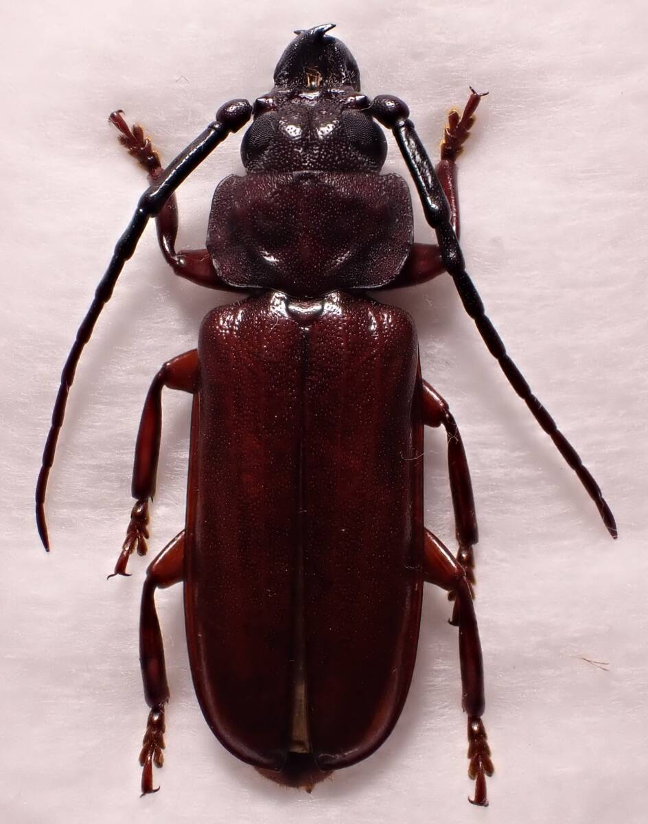 ○○ベーツヒラタカミキリ1ex.屋久島⑤タマムシ玉虫カミキリ標本 ○○ベーツヒラタカミキリ1ex.屋久島⑤タマムシ玉虫カミキリ標本