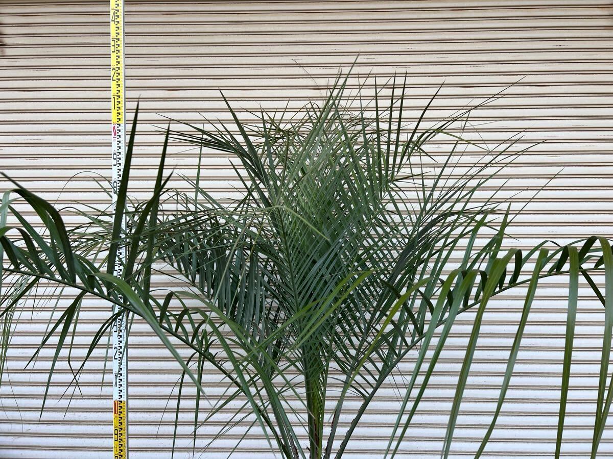 ココスヤシ シルバーリーフ ヤシの木 ヤシ 庭木 植木 庭 ココスヤシ シルバーリーフ ヤシの木 ヤシ 庭木 植木 庭