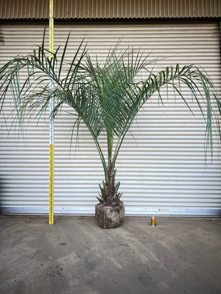 ココスヤシ シルバーリーフ ヤシの木 ヤシ 庭木 植木 庭 ココスヤシ シルバーリーフ ヤシの木 ヤシ 庭木 植木 庭